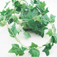 Ivy