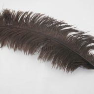 Ostrich Plume Chocolate Brown