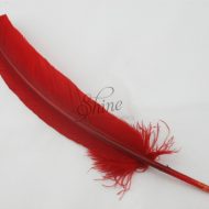 Single Feather Red