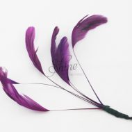 Stripped Feathers Prune