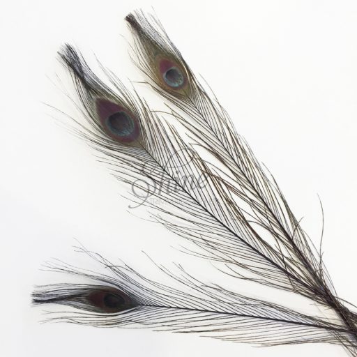 Dyed Peacock Eye Feather Large 65cm - Brown