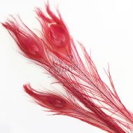 Dyed Peacock Eye Feather Large 65cm - Red