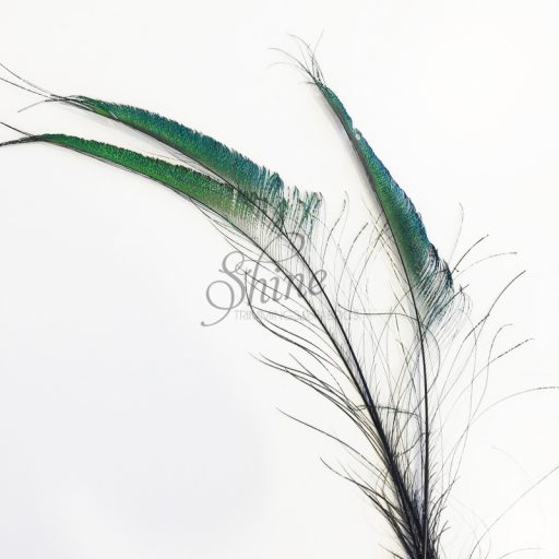 Peacock Sword Feather Large 70-80cm - Natural (Black Spine)