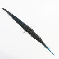 Ringneck Striped Pheasant Tail Feather Small 30cm Aqua