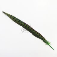 Ringneck Striped Pheasant Tail Feather Small 30cm Lime