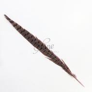 Ringneck Striped Pheasant Tail Feather Small 30cm Pale Pink