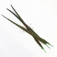 Ringneck Striped Pheasant Tail Feather Large 55cm Lime