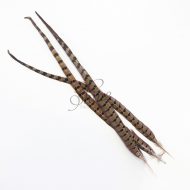 Ringneck Striped Pheasant Tail Feather Large 55cm Natural
