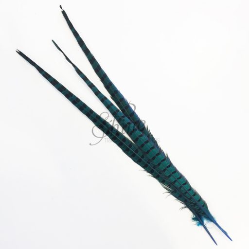 Ringneck Striped Pheasant Tail Feather Large 55cm Turquoise