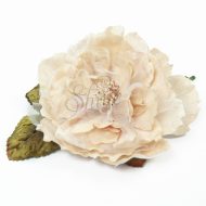 Cabbage Rose Apricot